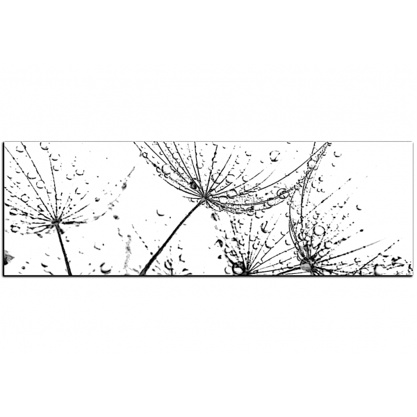 Obraz na plátně - Pampelišková semínka s kapkami vody - panoráma